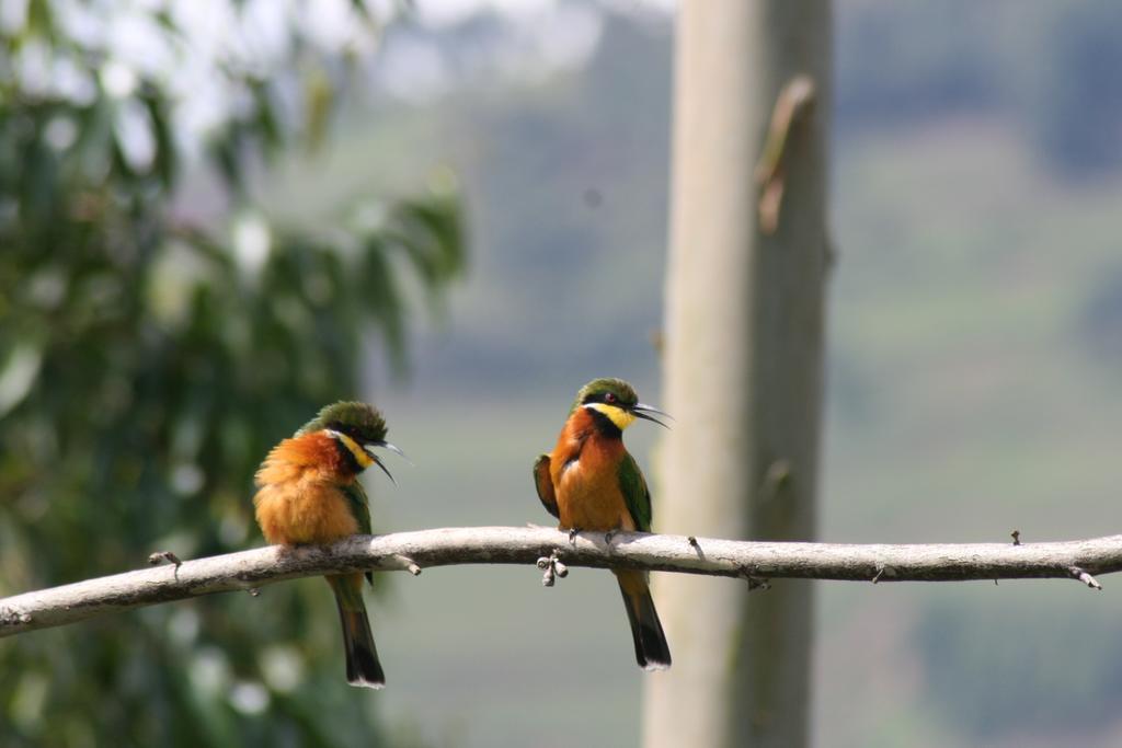Amasiko Homestay Lake Bunyonyi Kabale Екстер'єр фото